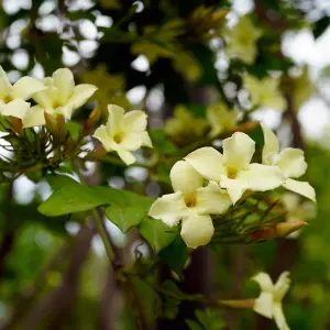 2 x Jasmine Officinale Clotted Cream in 9cm Pots - Deciduous Climber Plants