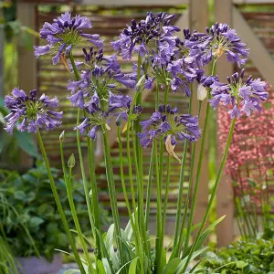 Agapanthus Poppin Purple - Agapanthus africanus, Deciduous Perennial (10-20cm Height Including Pot)