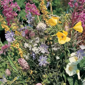 Wildflower Meadowland Mixture 1 Seed Packet (1 Gram Seeds)