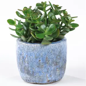 Crassula Ovata 'Jade Plant' - Lush Green Foliage, Ideal for Office & Home, Low Maintenance (10-20cm)