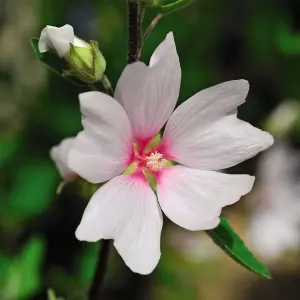 Lavatera Barnsley 3 Litre Potted Plant x 1