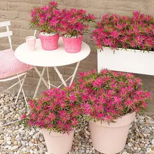 Azalea Starstyle Pink 10.5cm Potted Plant x 1