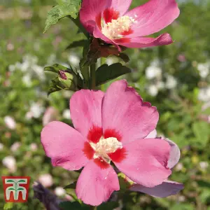 Hibiscus Woodbridge Standard 19cm Potted Plant x 1