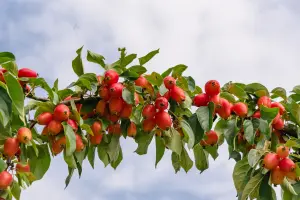 Lincolnshire Fruits Malus John Downie Crab Apple Potted 12 Litre 1.5m Tree