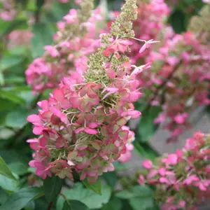 Pinky-Winky Outdoor Shrub Plant Hydrangea Paniculata Flowering Plants 2L Pot