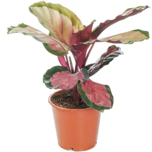 Calathea Roseopicta Rosy - Exotic Foliage, Indoor Houseplant (12cm, 30-40cm)