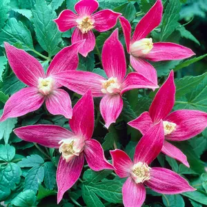 Clematis Ruby - Ruby Red Blooms, Climbing Vine, Morning Sun (20-30cm Height Including Pot)