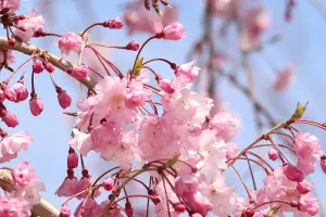 Direct Plants Prunus Shidare Sakura Cheals Weeping Japanese Flowering Cherry Tree 4-5ft Supplied in a 7.5 Litre Pot