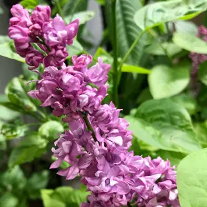 Syringa Charles Joly Tree - Scented Purple Flowers, Upright, Heart-Shaped Foliage, Hardy (5-6ft)