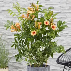 Campsis Orange Trumpet 2L 60cm Tall Hardy Climbing Plant for Gardens and Trellis