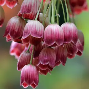 Enkianthus Red Bells Garden Shrub - Bell-Shaped Red Blooms, Green Foliage, Compact Size, Hardy (15-30cm Height Including Pot)