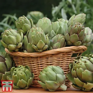 Artichoke Green Globe Improved 1 Seed Packet (40 Seeds)