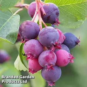 Saskatoon Berry 4 Litre Potted Plant x 1