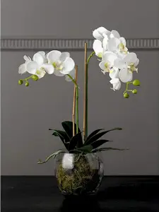 Bloom Artificial Double Phalaenopsis White Orchid Flower in Vase - Faux Fake Realistic Floral Home Decoration - H60cm x W30cm