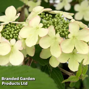 Viburnum Kilimanjaro Sunrise 3 Litre Potted Plant x 1