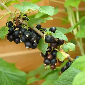 Blackcurrant (Ribes) Ebony Cordon 1 Bare Root