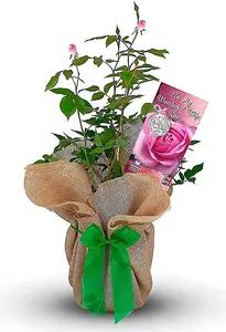 To My Wonderful Wife Rose Bush Gift Wrapped - Plant Gift Perfect for Gardeners