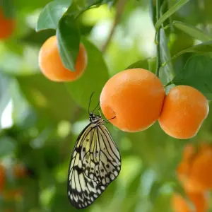 Citrus Calamondin 'Panama Orange' Tree in a 9cm  Pot - Ready to Plant Orange Tree for Pots, Planters and in The Ground Grow Your O