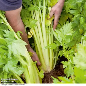 Celery Loretta 1 Seed Seed Packet (350 Seeds)