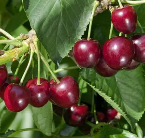 Cherry Tree - Prunus avium 'Regina' - Patio Fruit Tree 2-4ft in 5 Litre Pot