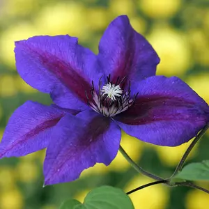 Clematis 'Mrs Thompson' in 9cm Pots - Supplied as an Established Plant in Pots for Outdoor Use - Free Flowering Clematis Plants fo