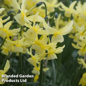 Daffodil (Narcissus) Hawera 15 Bulbs