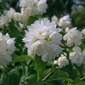 Mock Orange Philadelphus Manteau Dhermine 3.5 Litre Potted Plant x 2