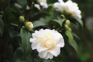 Camellia Nobilissima Plant - 20-35cm in Height - Evergreen Shrub - 9cm Pot