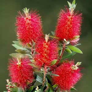 Callistemon Laevis Bottlebrush Shrub - Vibrant Red Bottlebrush-Like Blooms (10-30cm Height Including Pot)