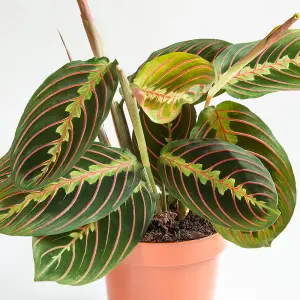 YouGarden Prayer Plant 'Maranta Tricolour', Established Houseplant in 12cm Pot, Ready to Plant and Display