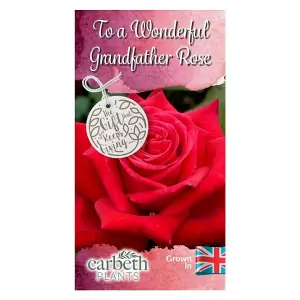 To a Wonder Grandfather Rose Bush Gift Wrapped -  Grandpa Garden Plant Gift