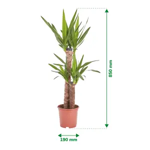 Verve Yucca in Plastic Grow pot 19cm