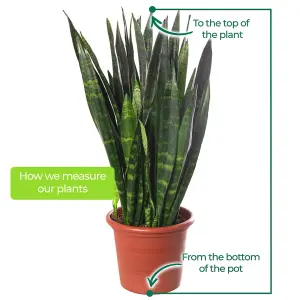 Sansevieria Black Coral - Indoor House Plant for Home Office, Kitchen, Living Room - Potted Houseplant (30-40cm)