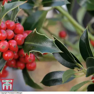 Holly Tree 'Green Alaska' Standard - 2 Litre Potted Plant x 1