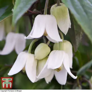 Winter Flowering Clematis 'Winter Beauty' 7cm Potted Plant x 1