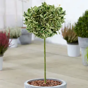 Euonymus Kathy Patio Tree - Stunning Variety, Ideal for UK Gardens, Compact Size (2-3ft)