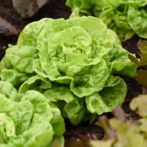 Lettuce (Butterhead) Tom Thumb 1 Seed Packet