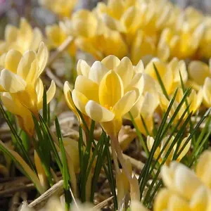 Romance Specie Crocus Bulbs (500 Bulbs)