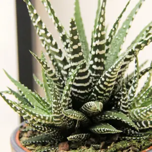 1 x Haworthia Fasciata Big Band Indoor Plant in 11cm Pot - Little Zebra Succulent - Easy to Care For Houseplant for Home & Office