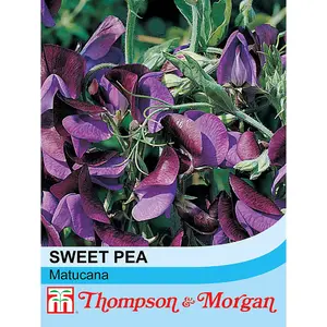 Sweet Pea Matucana 1 Seed Packet (20 Seeds)