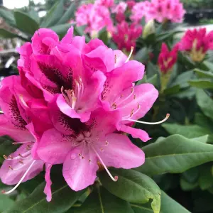 2 x Rhododendron Cosmopolitan Plants - 15-20cm in Height - 9cm Pots