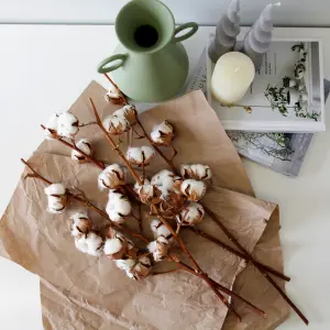 4 x Natural Dried Cotton Stems - Approx. 60cm in Height - Dried Flowers - Ideal for Home Décor - Flower Arranging