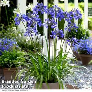 Agapanthus Blue + White Collection 12 Bare Root Plants - Summer Flowering - Drought Tolerant