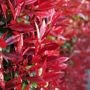 Red Robin Photinia Outdoor Shrub Plant Photinia x Fraseri 2L Pot