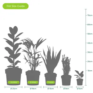 Baby Rubber Plant, Ficus Elastica Schrijveriana Small Indoor House Plant for UK Homes (10-20cm Height Including Pot)