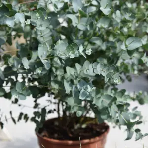 3 x Eucalyptus Gunnii in 9cm Pots - Aromatic Foliage - Evergreen Shrubs