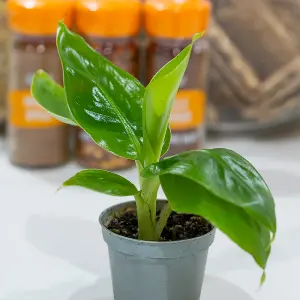 House Plants, Baby Banana Plants, Set of Three, Musa acuminata, Tropical Indoor Plants in 6cm Pots, For Home, Office or Living Roo