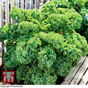 Kale Dwarf Green Curled 1 Seed Packet (400 Seeds)