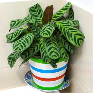 Calathea Makoyana - Exotic Foliage, Indoor Houseplant (12cm, 30-40cm)