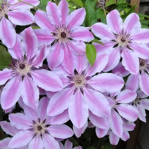 Clematis Nelly Moser - Stunning Flowering Vine for Beautiful UK Gardens - Outdoor Plant (30-40cm Height Including Pot)